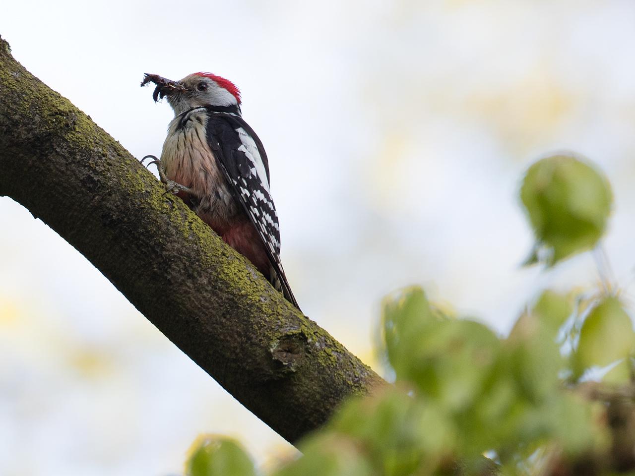 Middelste-bonte-specht-20170510g1280YSXX8642a.jpg