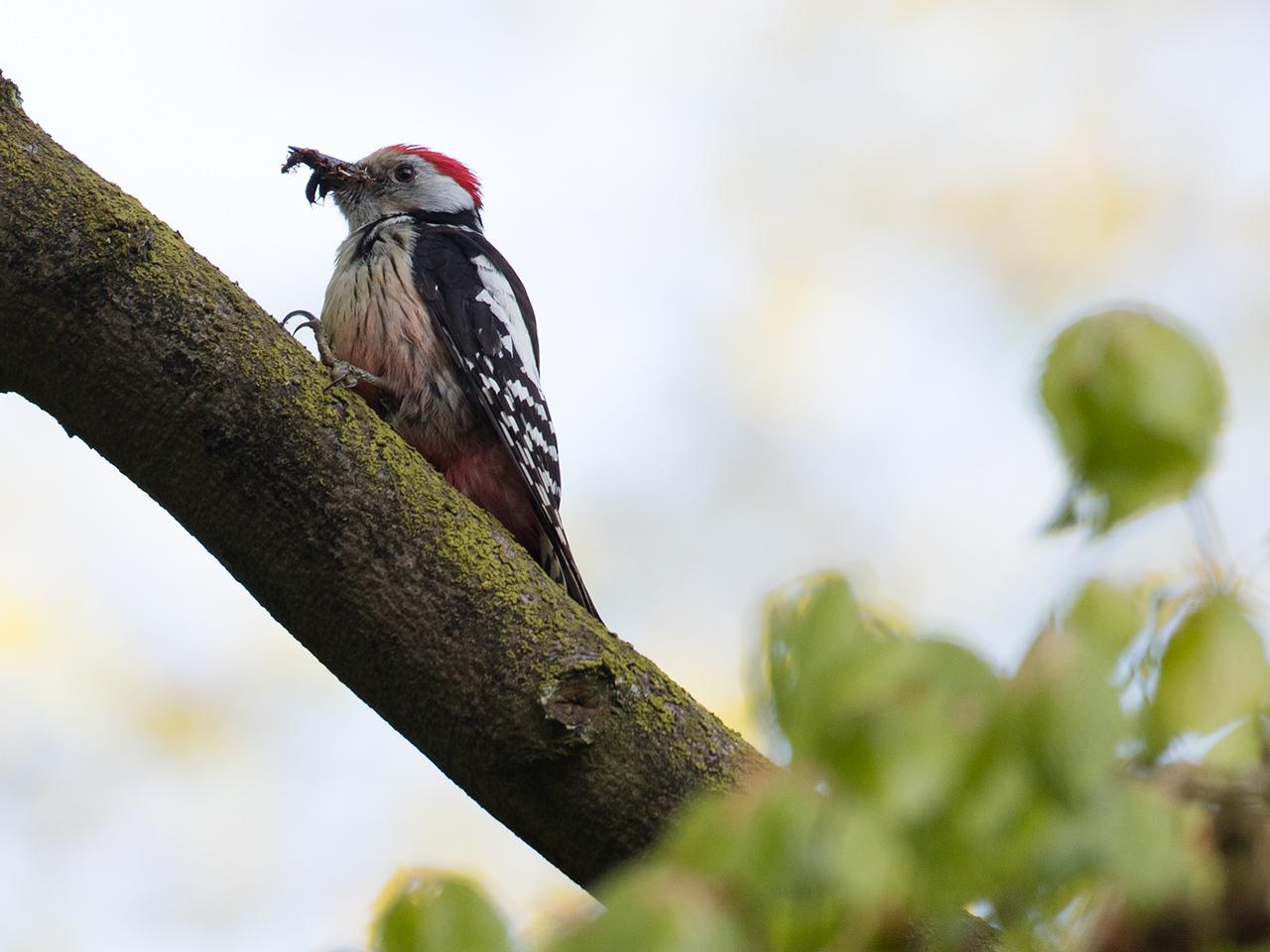 Middelste-bonte-specht-20170510g1280YSXX8642a.jpg