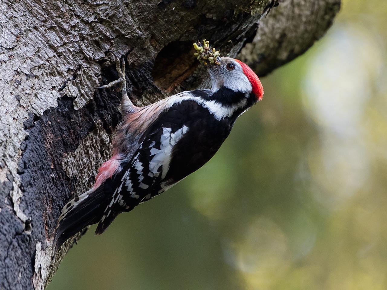 Middelste-bonte-specht-20170510g1280YSXX8664a.jpg