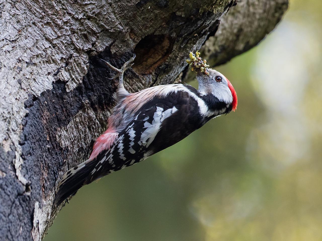 Middelste-bonte-specht-20170510g1280YSXX8671a.jpg