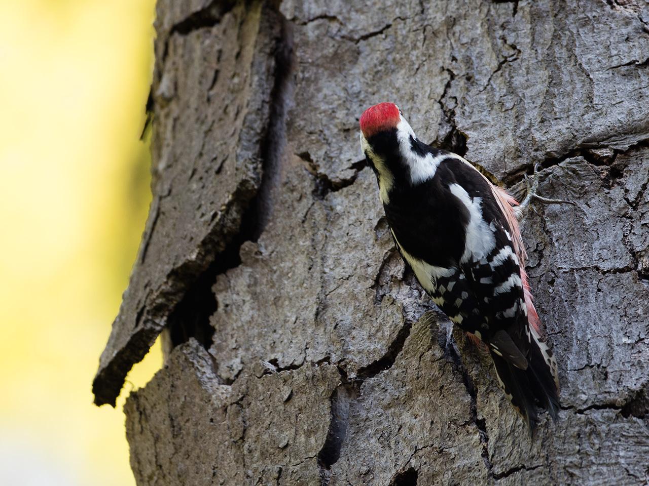 Middelste-bonte-specht-20170510g1280YSXX8688a.jpg