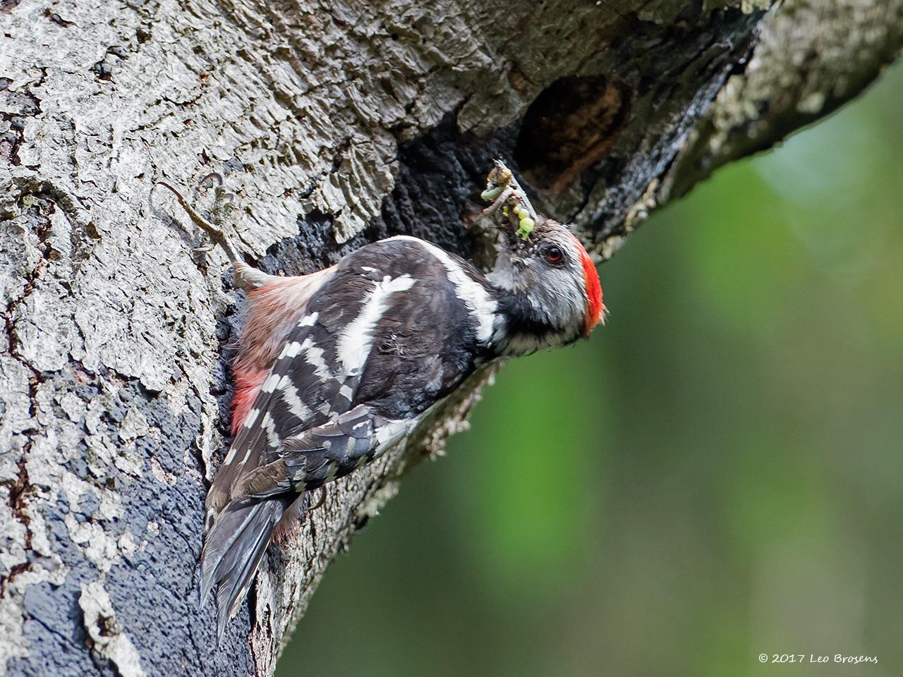 Middelste-bonte-specht-20170523g1280YSXX9200acrfb.jpg