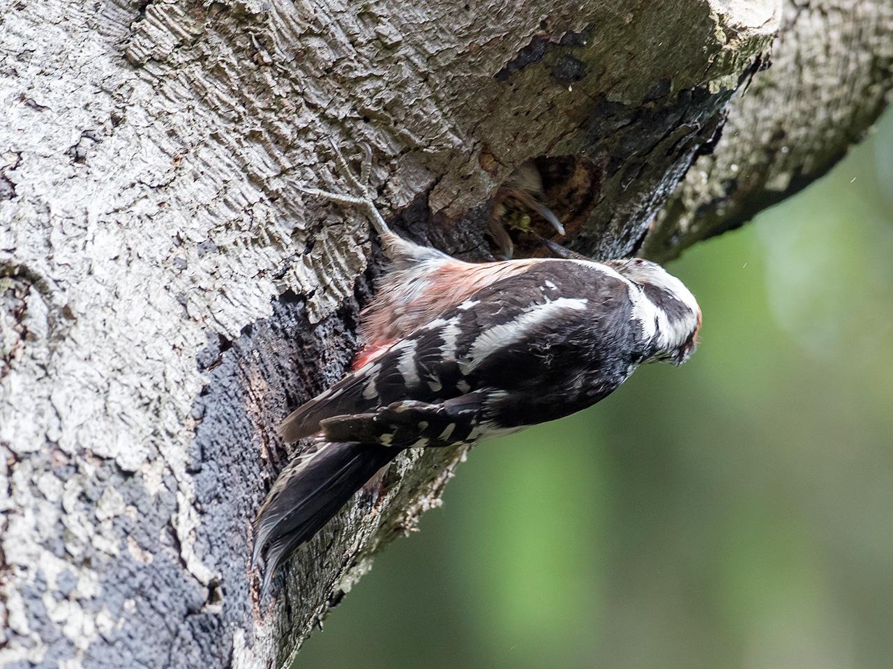 Middelste-bonte-specht-20170524g1280YSXX9211a.jpg