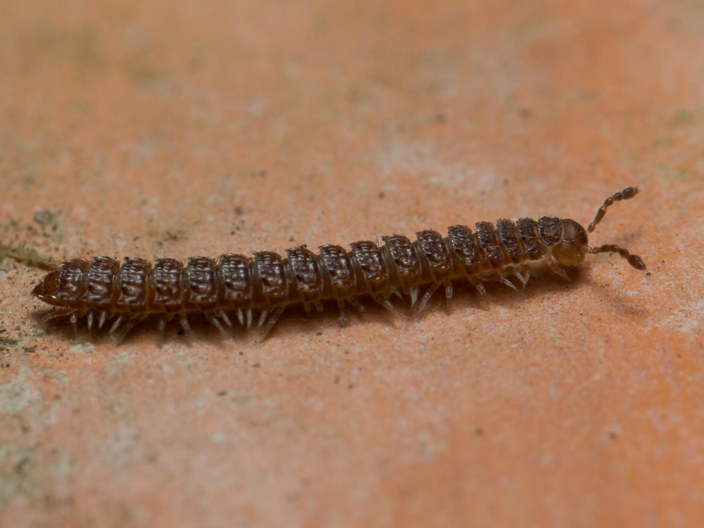 Myriapoda-IMG_3052.jpg