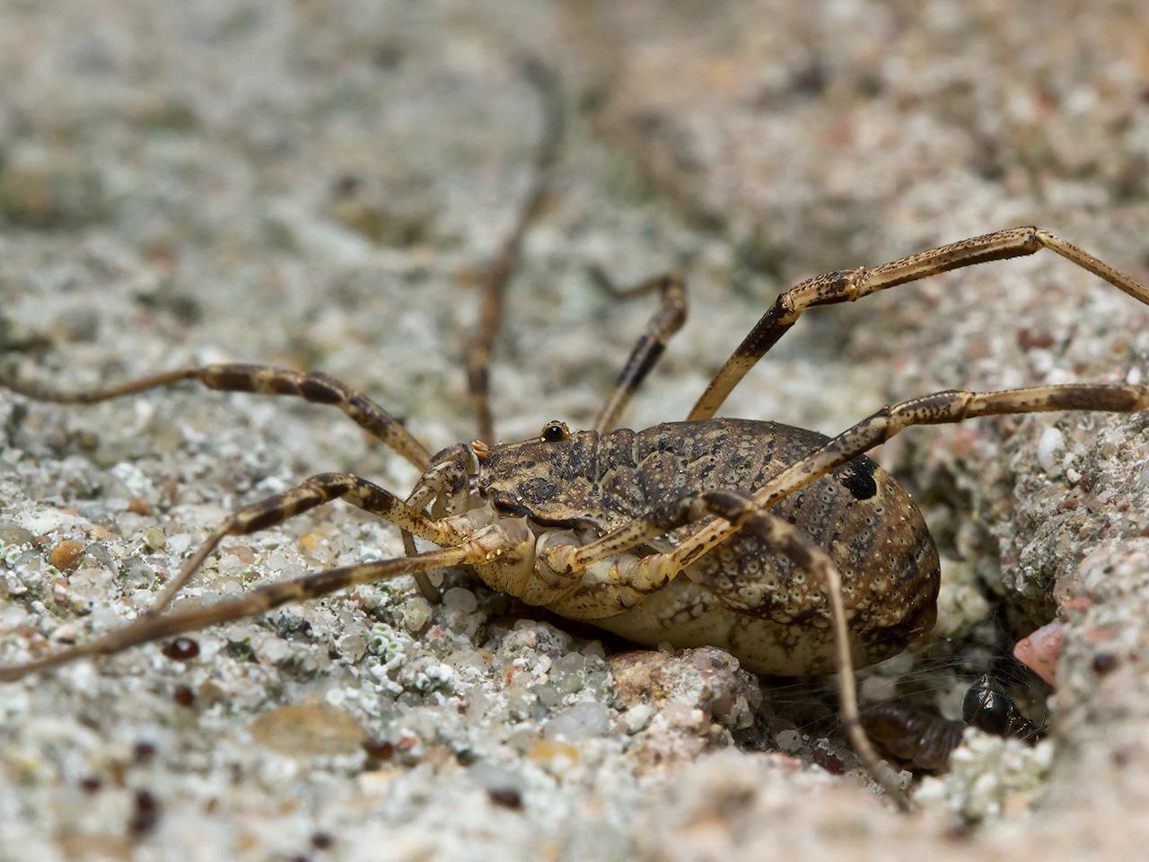 Odiellus-spinosus-20141104g1280IMG_8249a.jpg