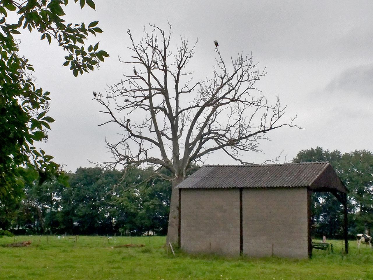 Ooievaar-20170904g1280IMG_20170904_194943584a.jpg