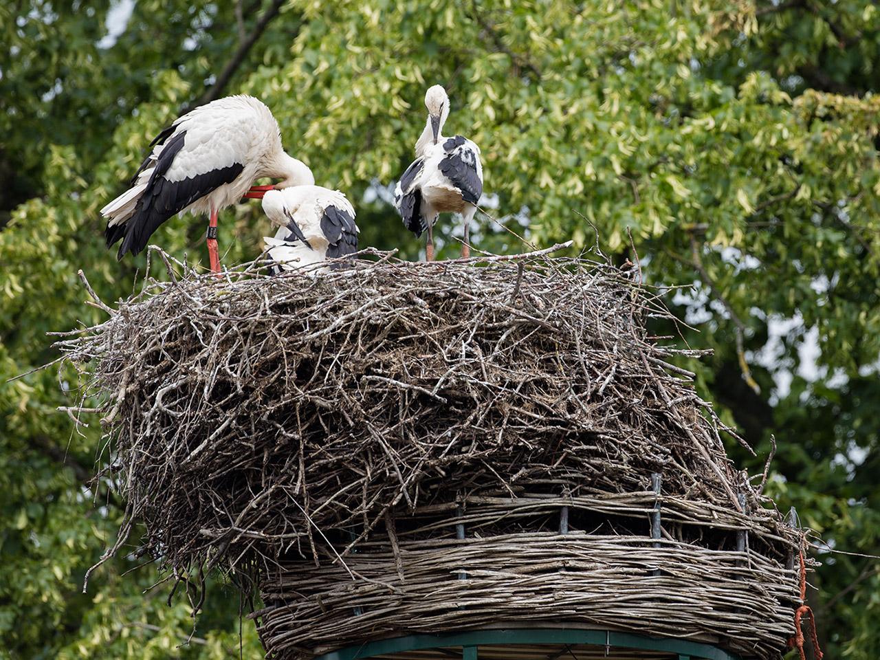 Ooievaar-20190610g1280YSXX5625a.jpg