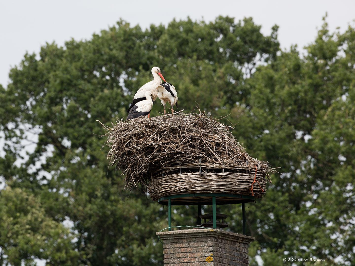 Ooievaar-20190610g1440YSXX5580acrfb.jpg