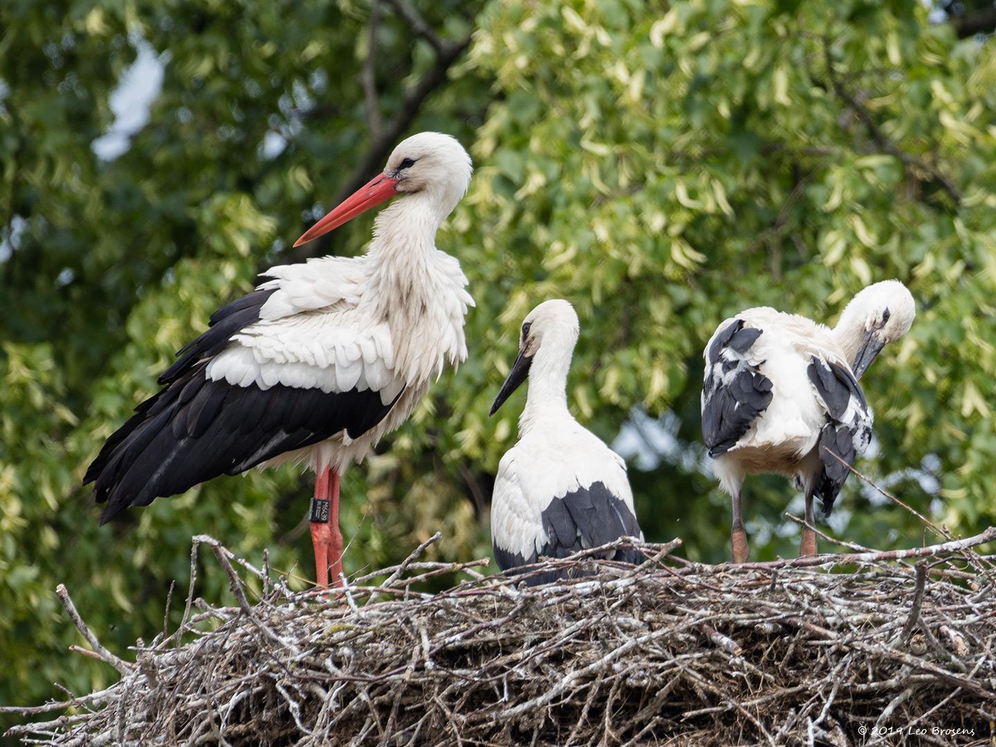 Ooievaar-20190610g1440YSXX5632acrfb.jpg