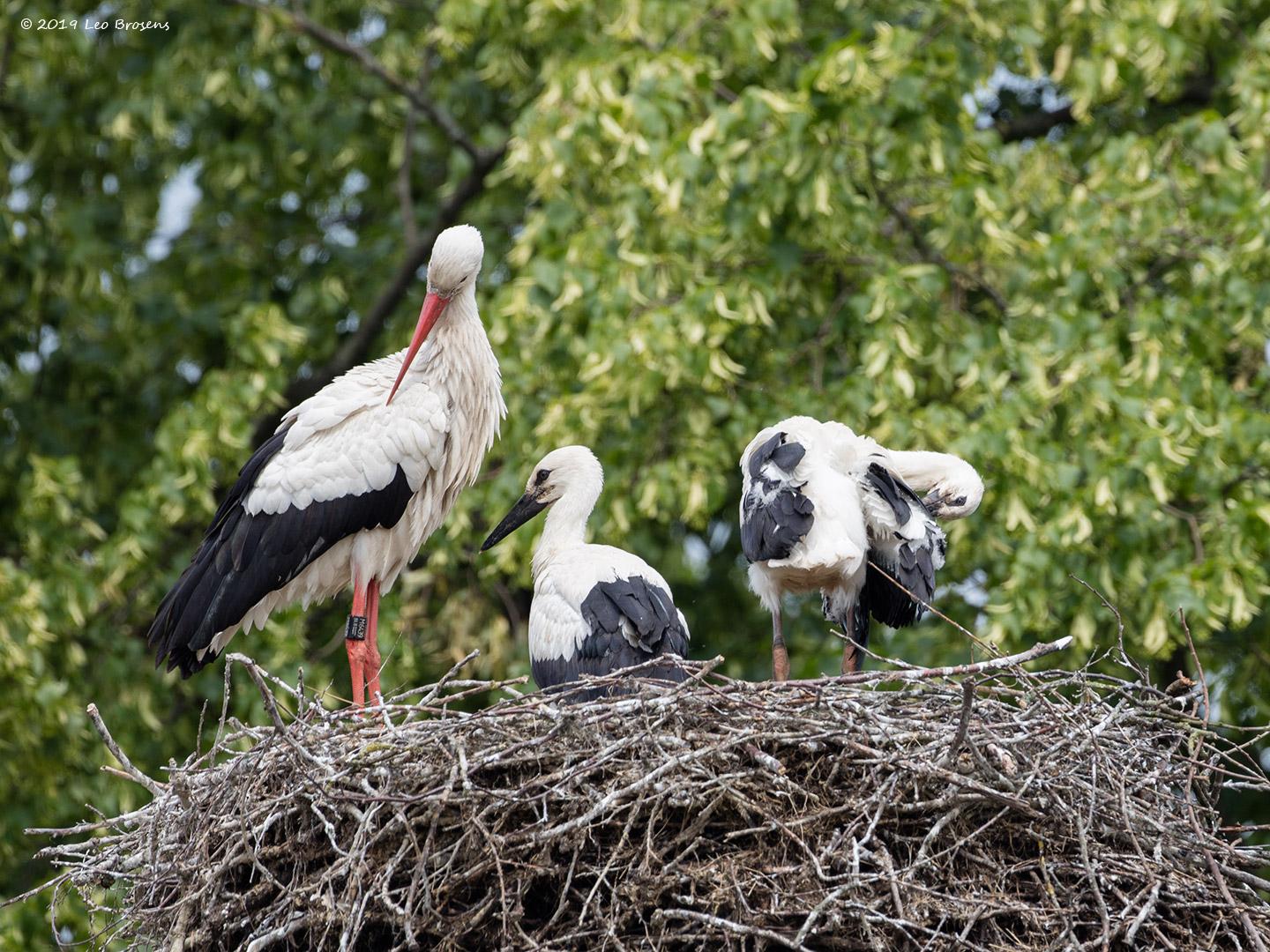 Ooievaar-20190610g1440YSXX5639acrfb.jpg