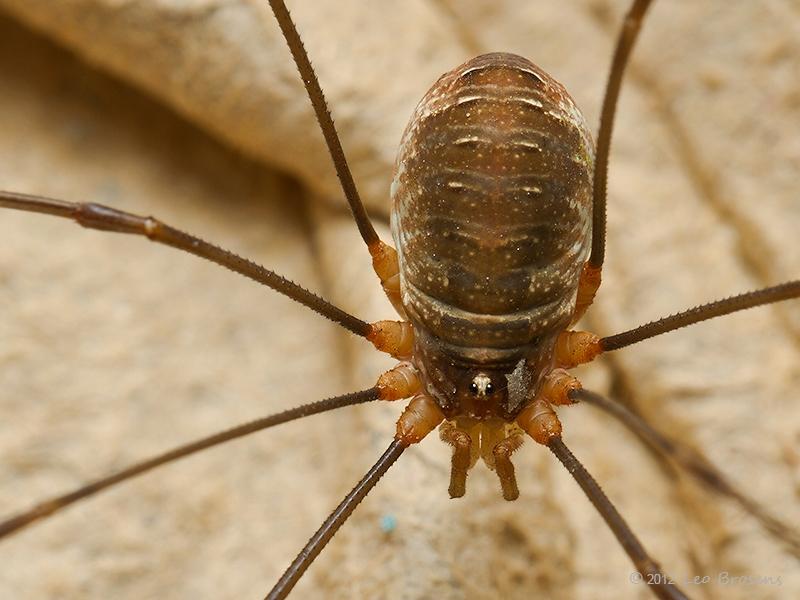 Opilio-canestrinii-20121121g800IMG_2316b.jpg