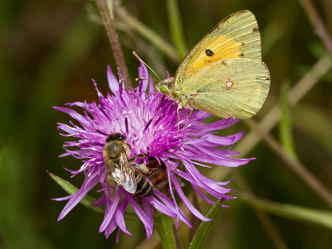 Oranje-luzernevlinder-Colias-croceus-20130902g1280IMG_0019a.jpg