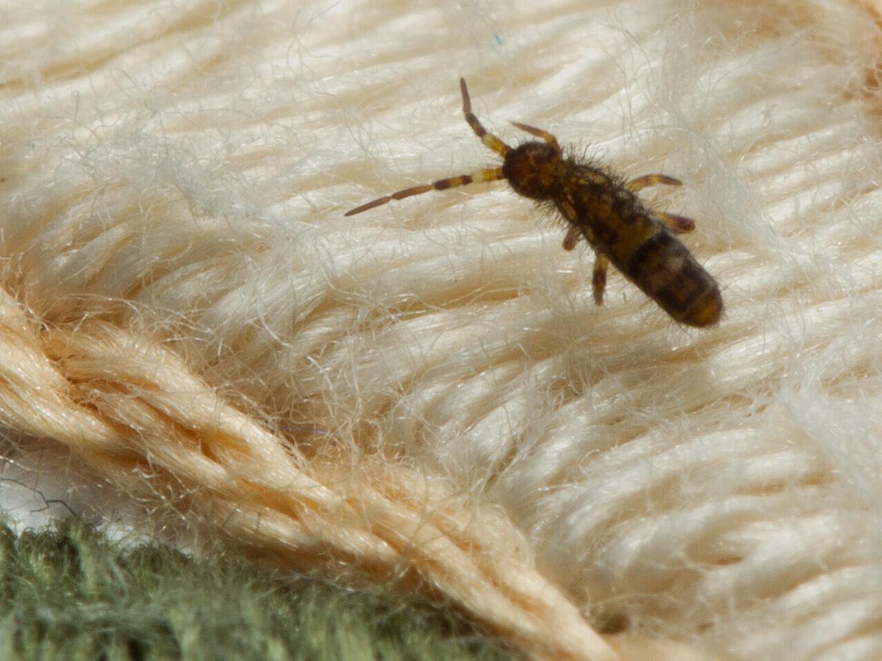 Orchesella-cincta-20121123g1280IMG_2482a.jpg