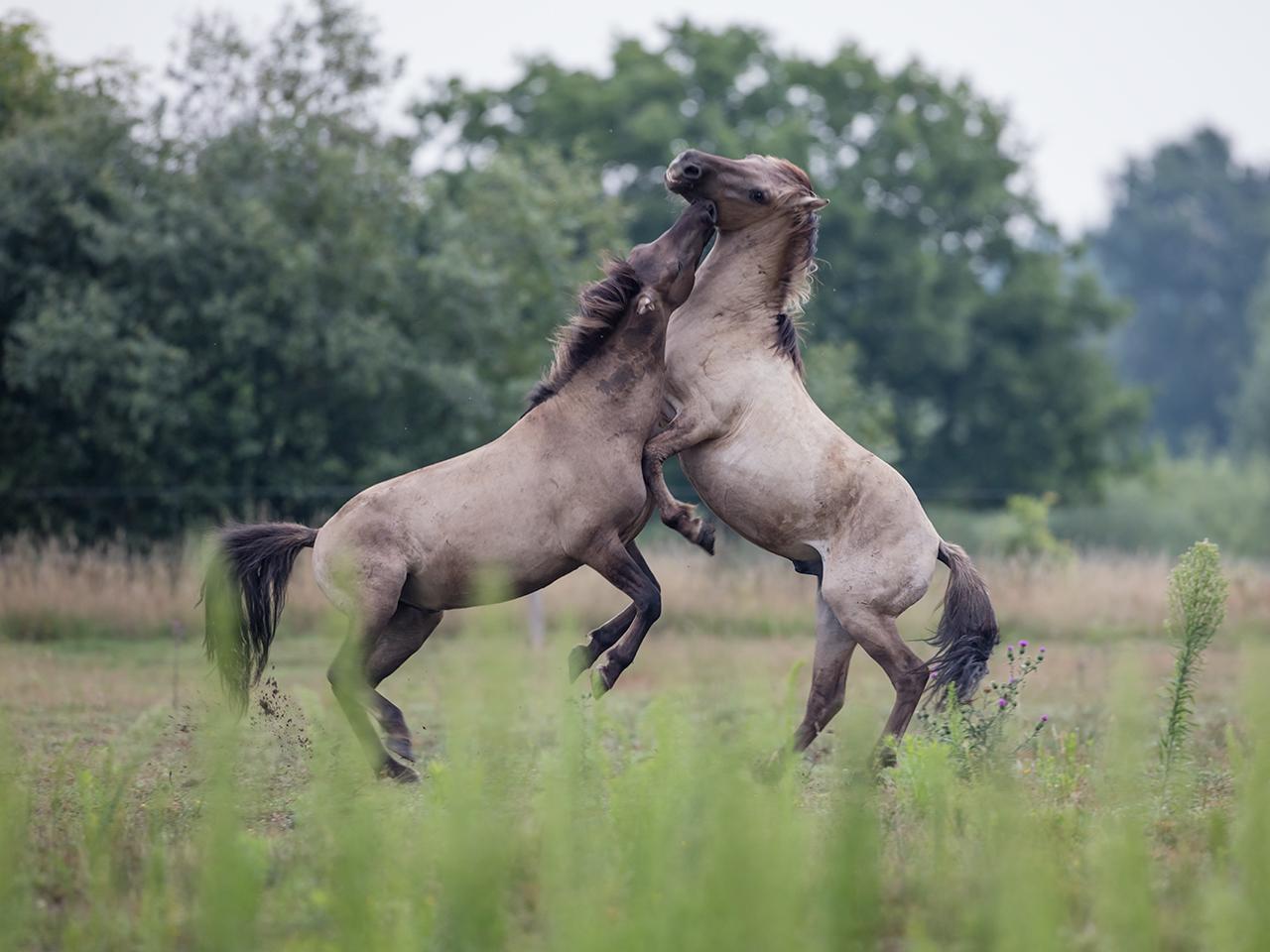 Paarden-20170714g1280YSXX9311a.jpg