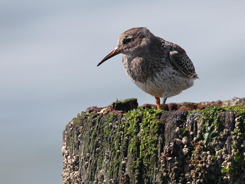 Paarse-strandloper-20110817IMG_9722a.jpg