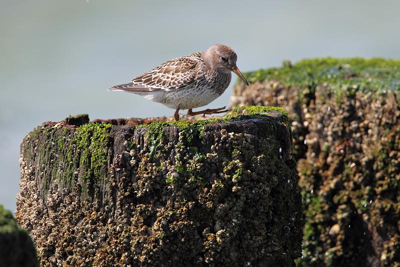 Paarse-strandloper-20110817IMG_9729a.jpg