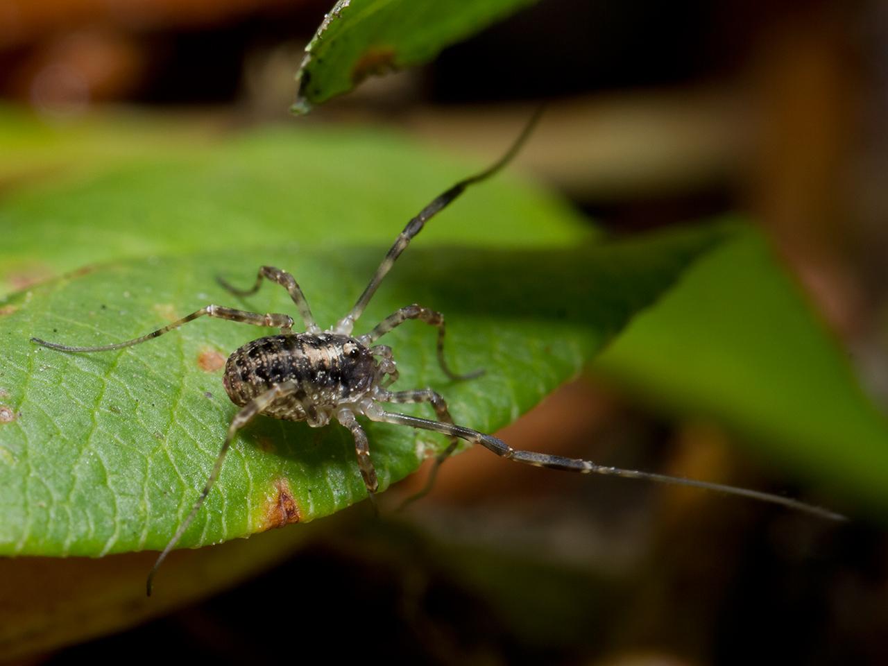 Paroligolophus-agrestis-20130802g1280-IMG_8414a.jpg