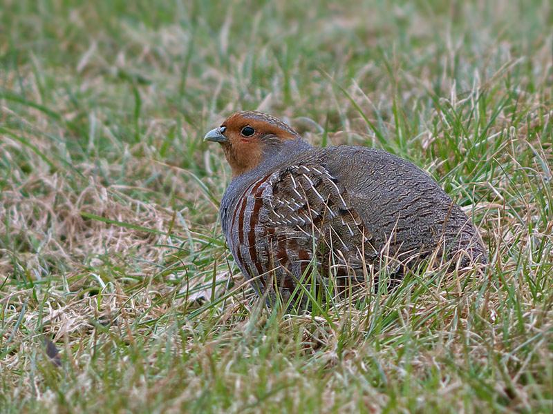 Patrijs-20100220P1110130a.jpg