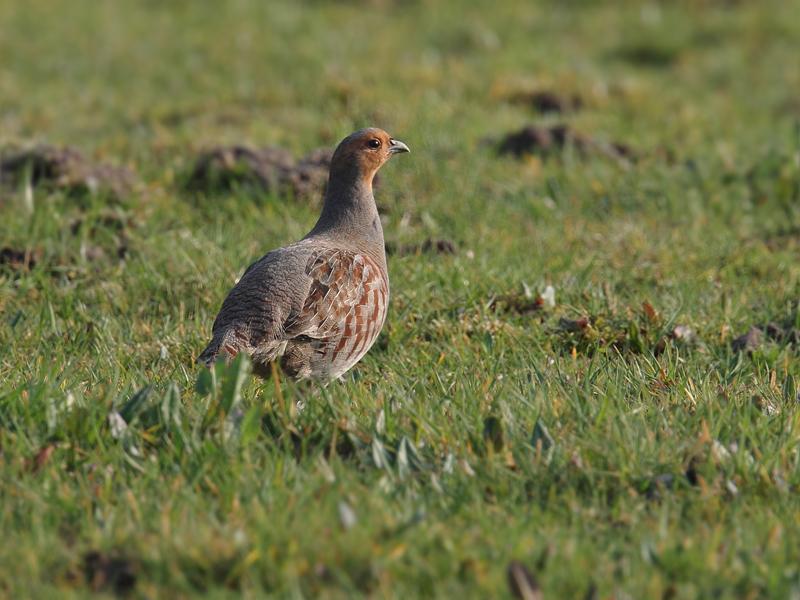 Patrijs-20110327IMG_1344a.jpg