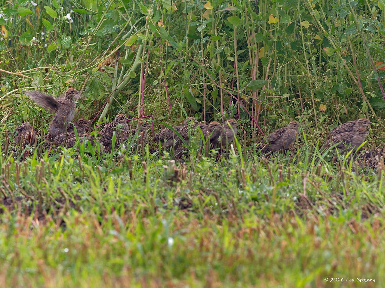 Patrijs-20120706-g1280ancrfb-IMG_7207.jpg