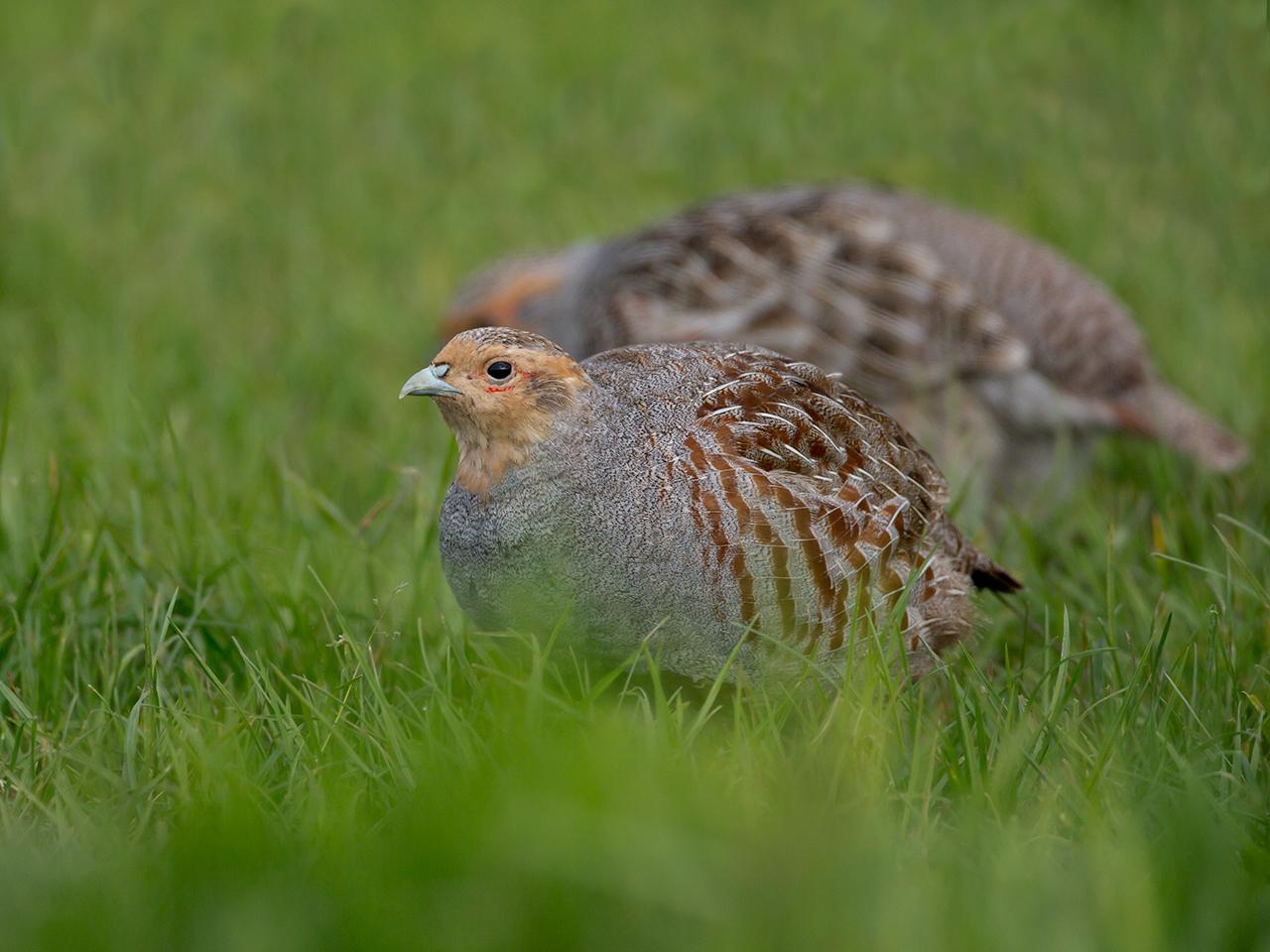 Patrijs-20140503g12807X1A1561a.jpg