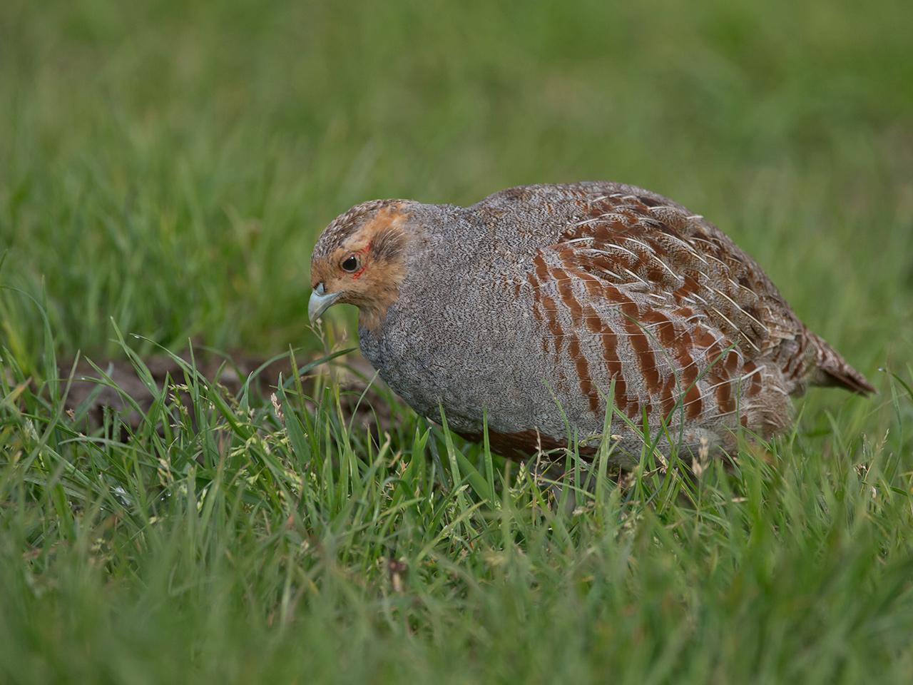 Patrijs-20140503g12807X1A1582a.jpg