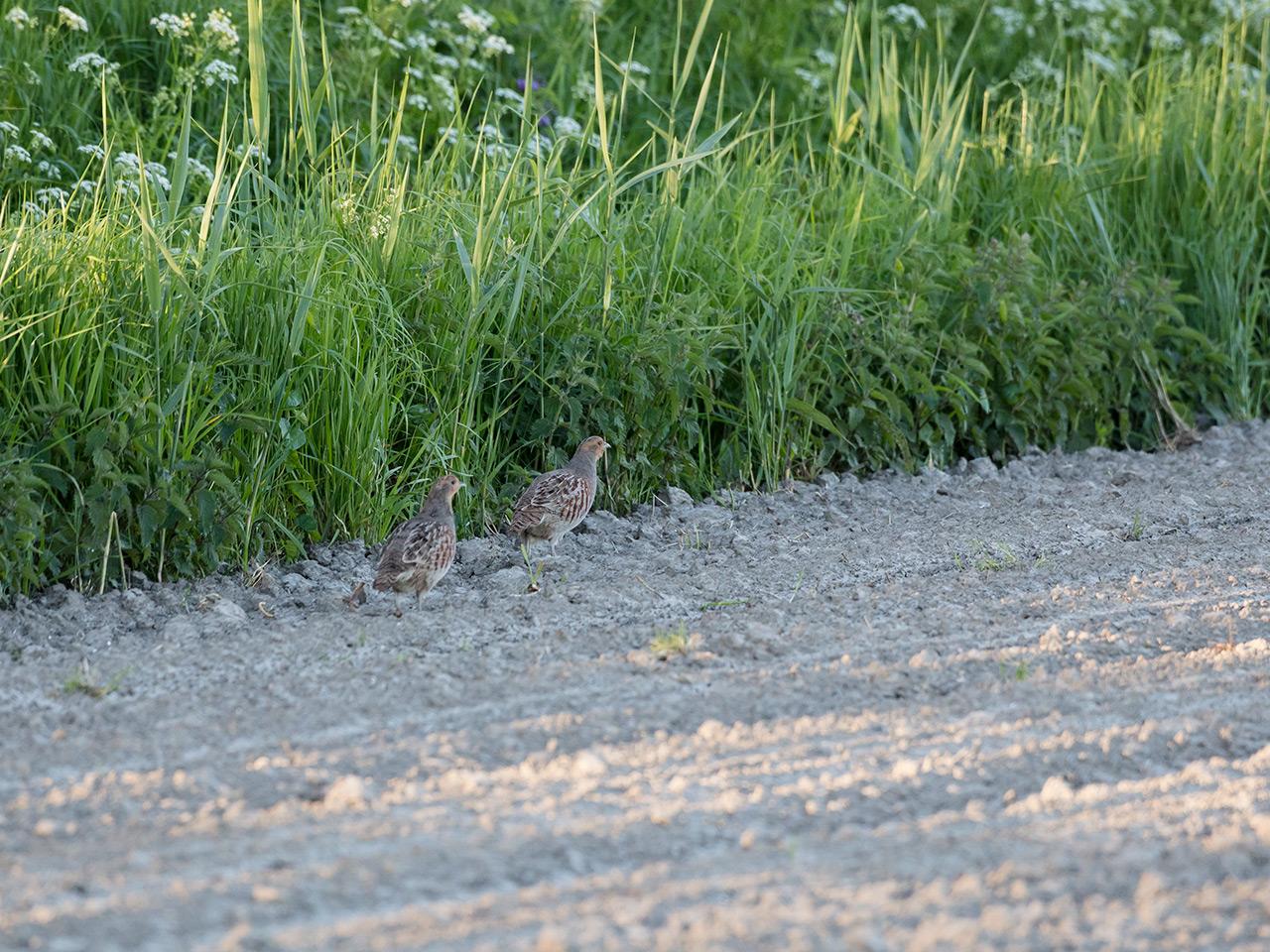 Patrijs-20180507g1280YSXX2329a.jpg