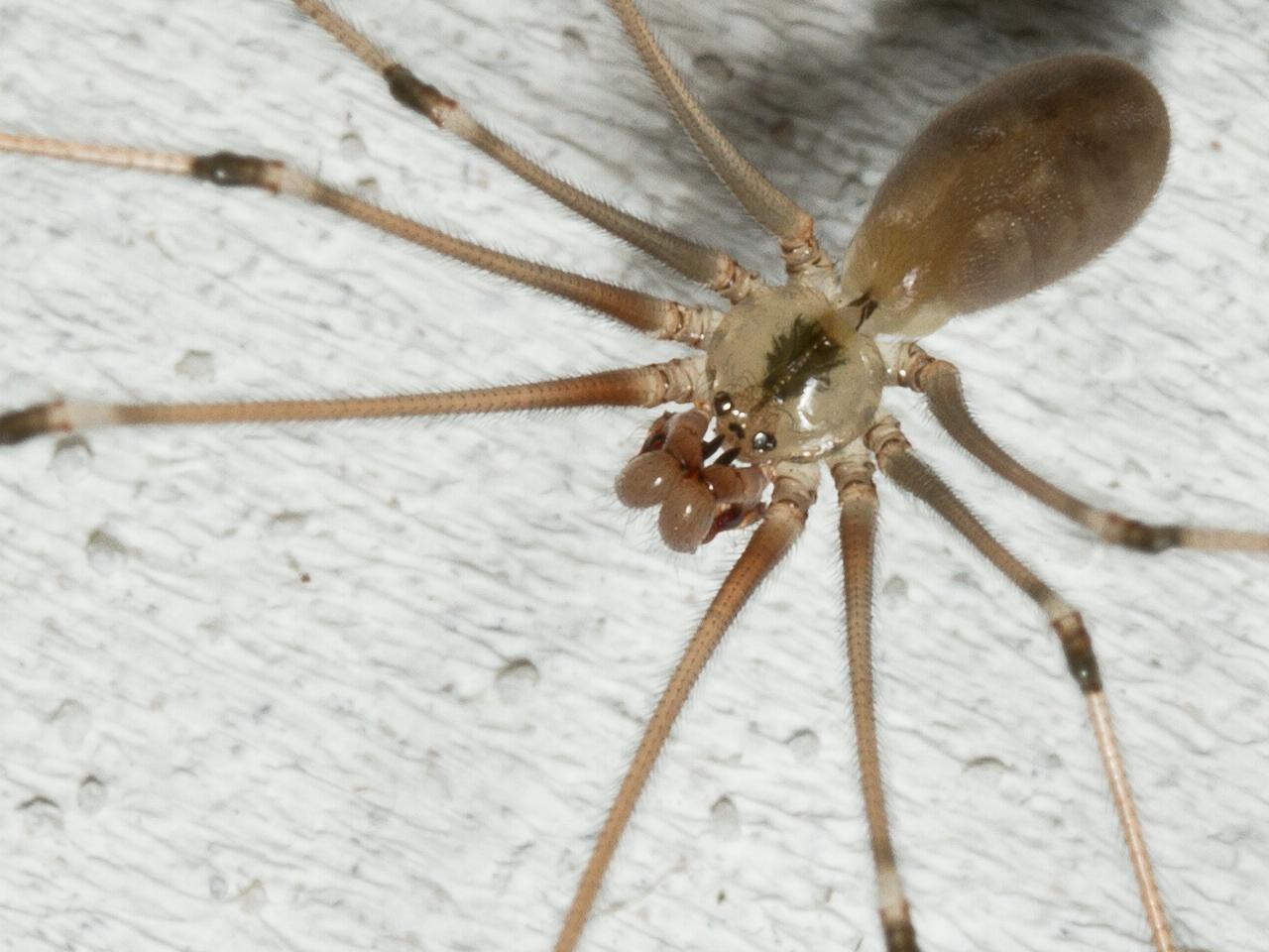 Pholcus-phalangioides-20120806g1280IMG_7956k.jpg