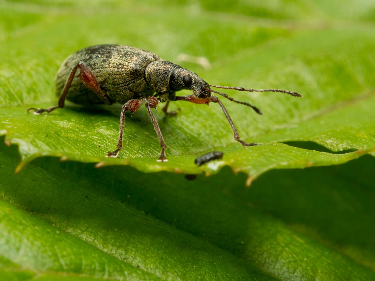 Phyllobius-glaucus-20130616g1280IMG_6477a.jpg