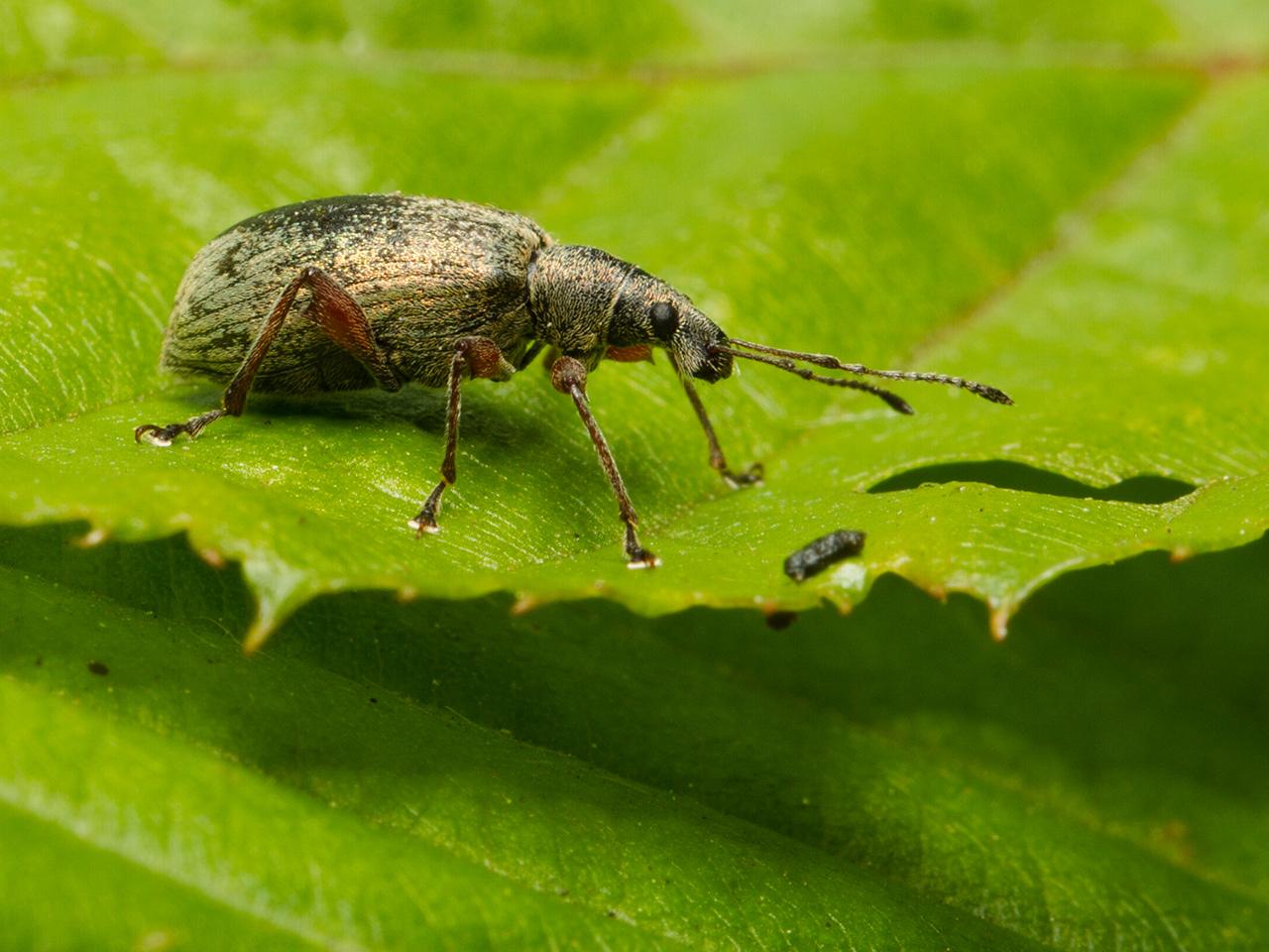 Phyllobius-glaucus-20130616g1280IMG_6480a.jpg