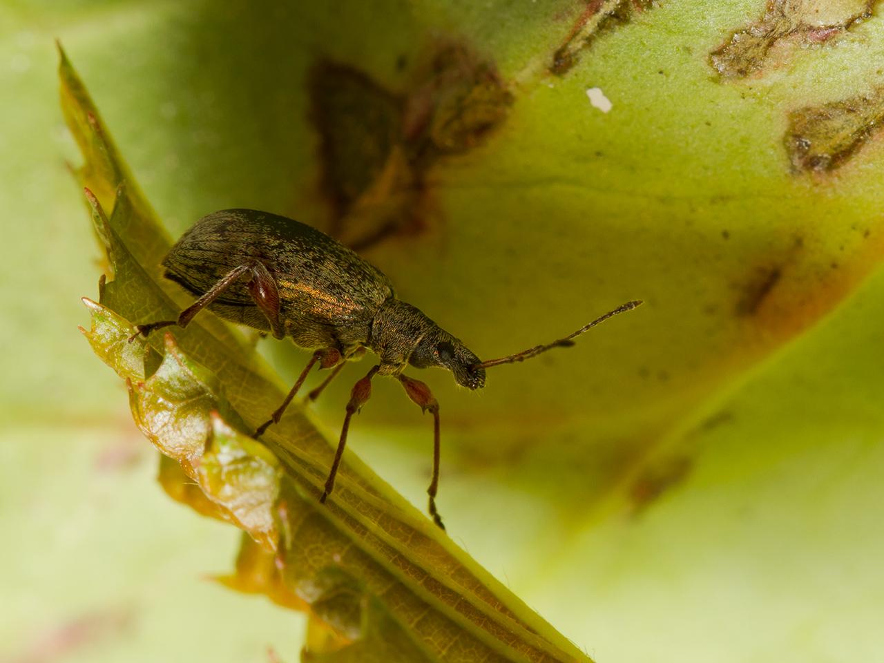 Phyllobius-glaucus-20130618g1280IMG_6610a.jpg