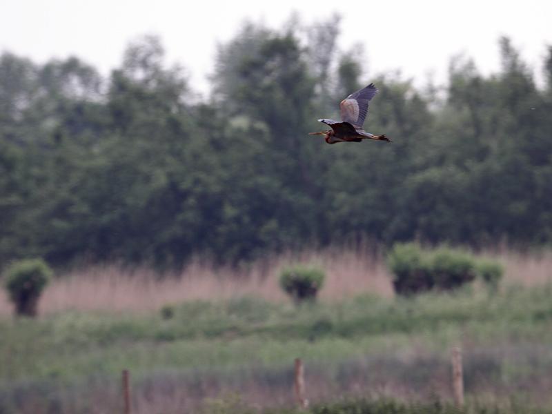 Purperreiger-20110519IMG_3369a.jpg