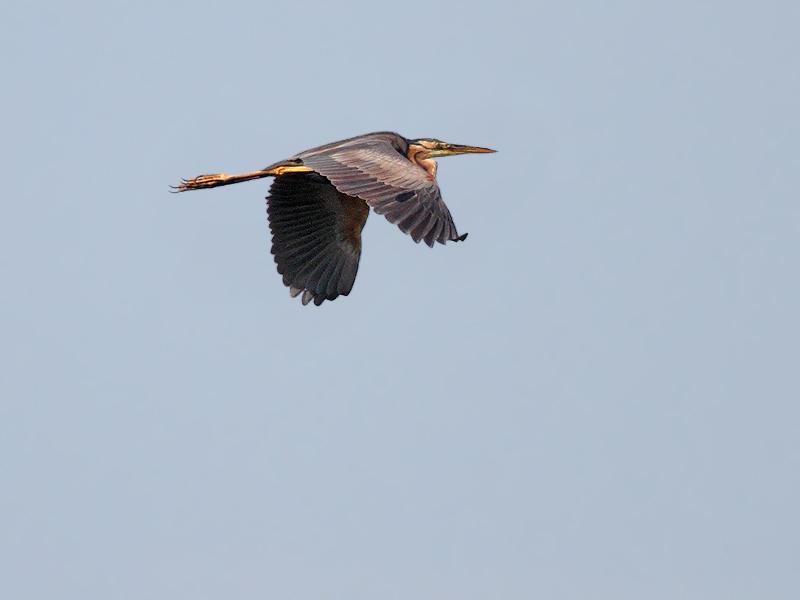 Purperreiger-20110802IMG_8490d.jpg