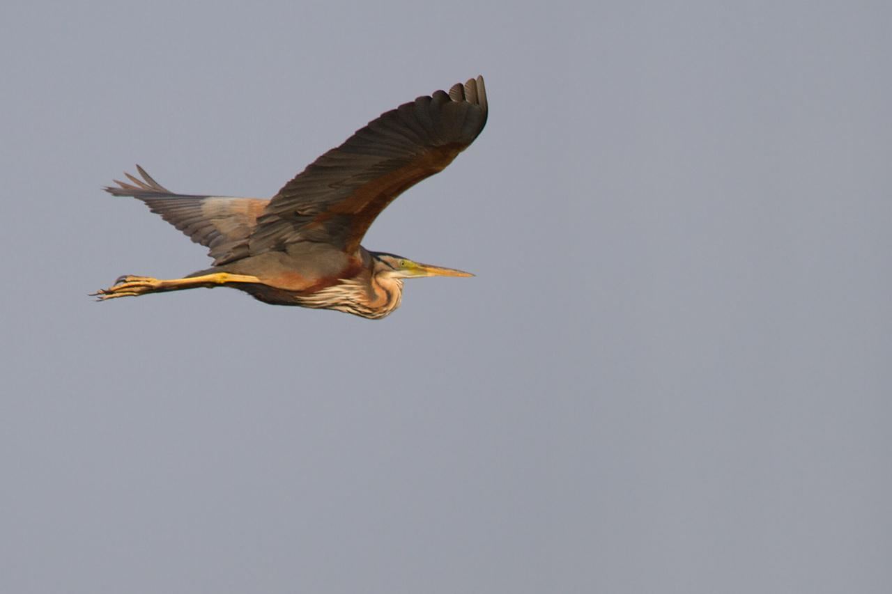 Purperreiger-20120522g1280IMG_5585a.jpg