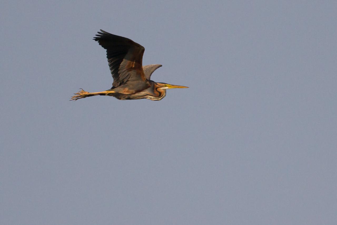 Purperreiger-20120524g1280IMG_5887a.jpg