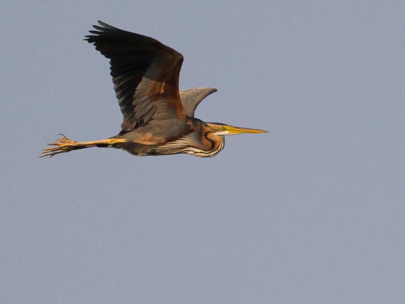 Purperreiger-20120524g800IMG_5887b.jpg