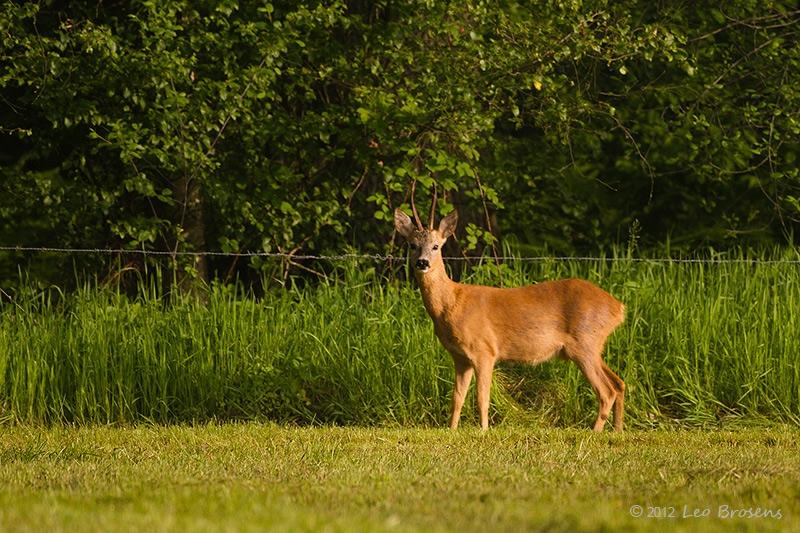 Ree-20120524g800IMG_5813a_0.jpg