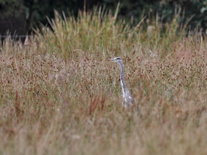 Reiger-20110804IMG_8616a.jpg