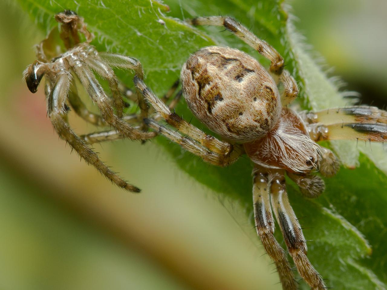 Rietkruisspin-Larinioides-cornutus-20130902g1280IMG_9991a.jpg