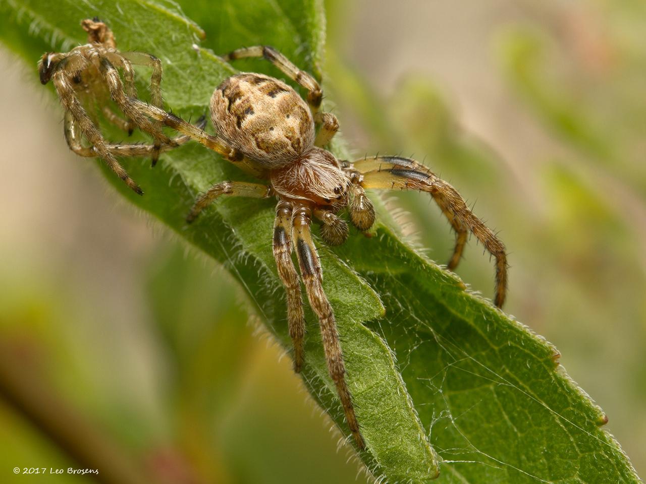 Rietkruisspin-Larinioides-cornutus-20130902g1280IMG_9992acrfb.jpg