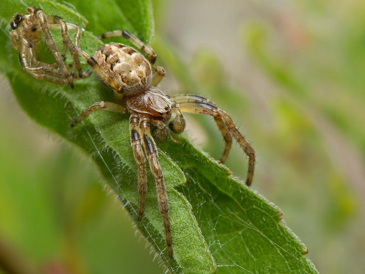 Rietkruisspin-Larinioides-cornutus-20130902g1280IMG_9993a.jpg