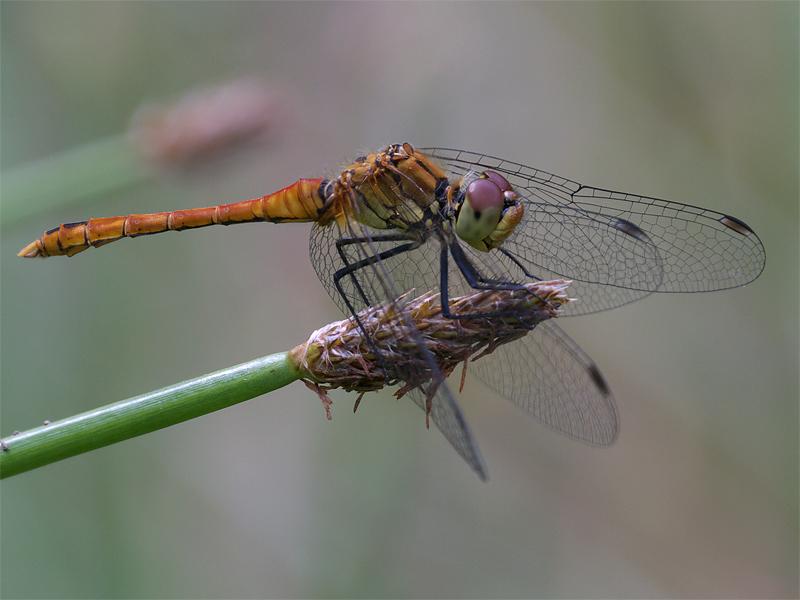 Rode-heidelibel-20100721P1140219a_0.jpg