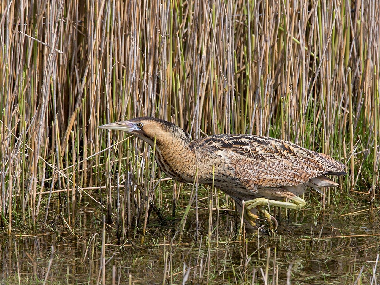 Roerdomp-20160506g12807X1A4857a.jpg