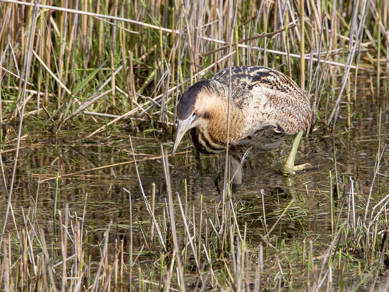 Roerdomp-20160513g12807X1A4845a.jpg