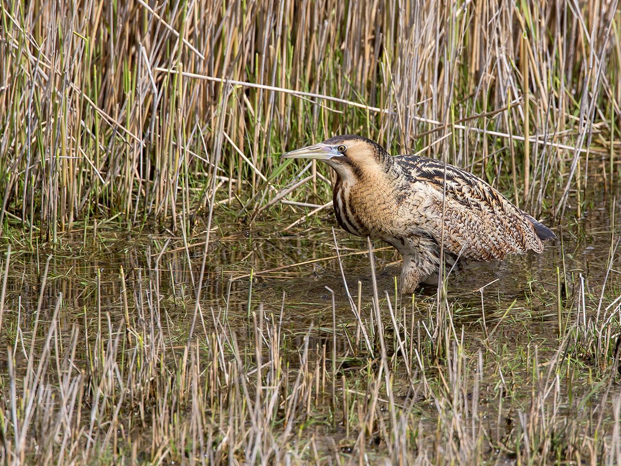 Roerdomp-20160513g12807X1A4846a.jpg