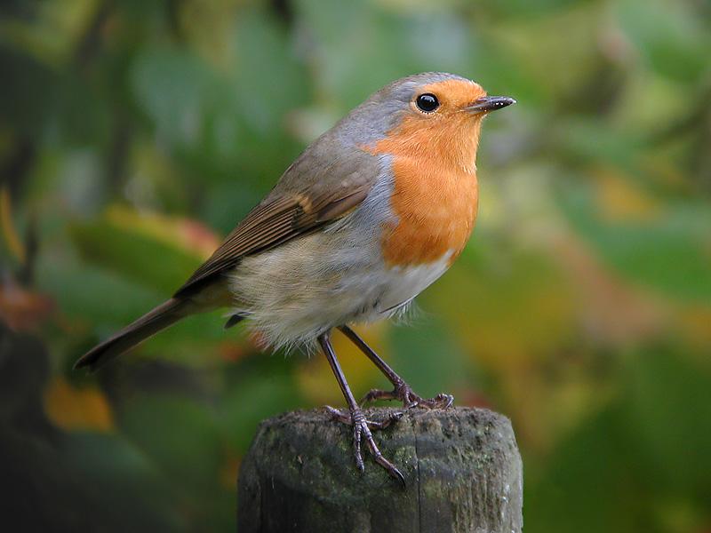 Roodborst-20070929---CP--.jpg