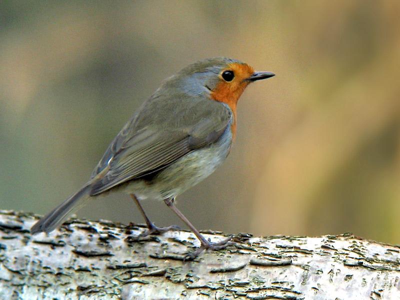 Roodborst-20080409a9530x-0054a.jpg