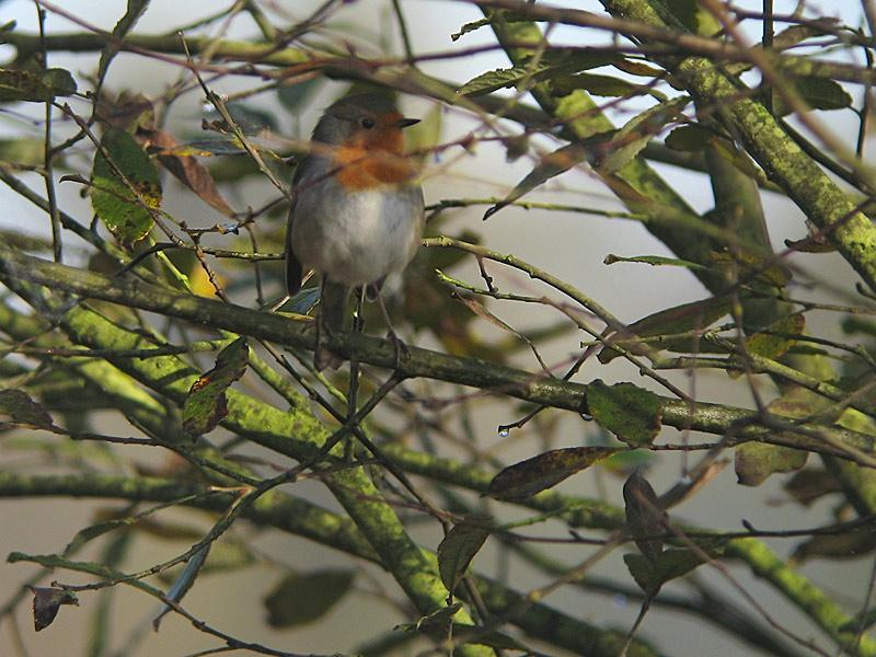 Roodborst-20081025_a64030x_018a.jpg