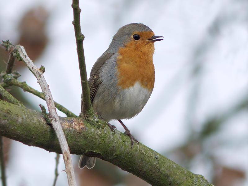 Roodborst-20100324P1110777a.jpg