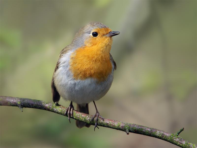 Roodborst-20100477P1120147bpa.jpg